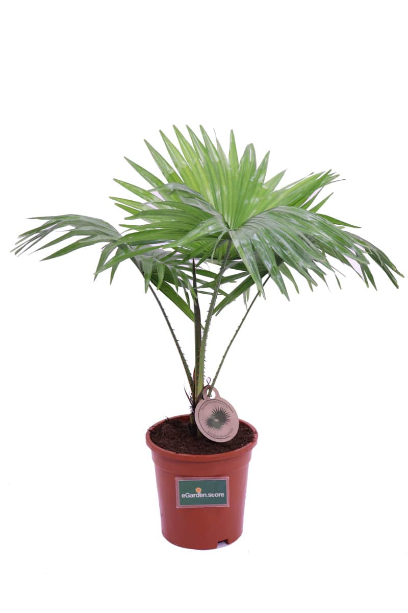 Livistona Rotundifolia v17 egarden.store online