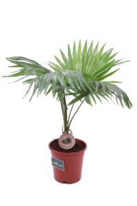 Livistona Rotundifolia v17 egarden.store online