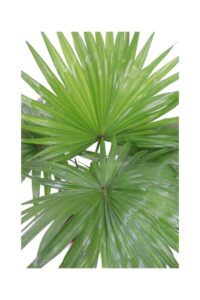 Livistona Rotundifolia v17 egarden.store online