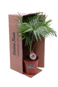 Livistona Rotundifolia