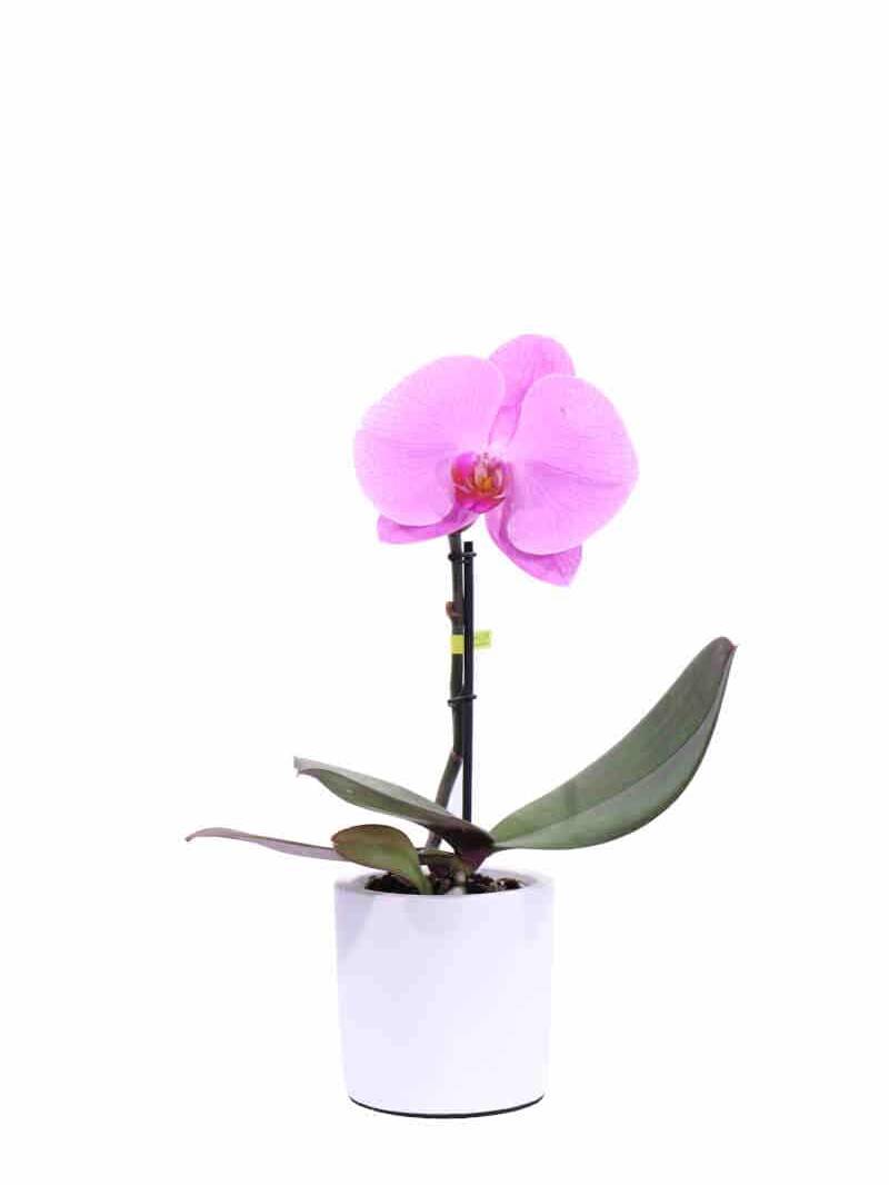 Orchidea rosa deco v9 egarden.store online