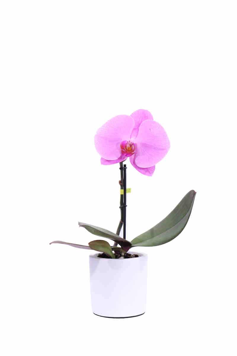 Orchidea rosa deco v9 egarden.store online