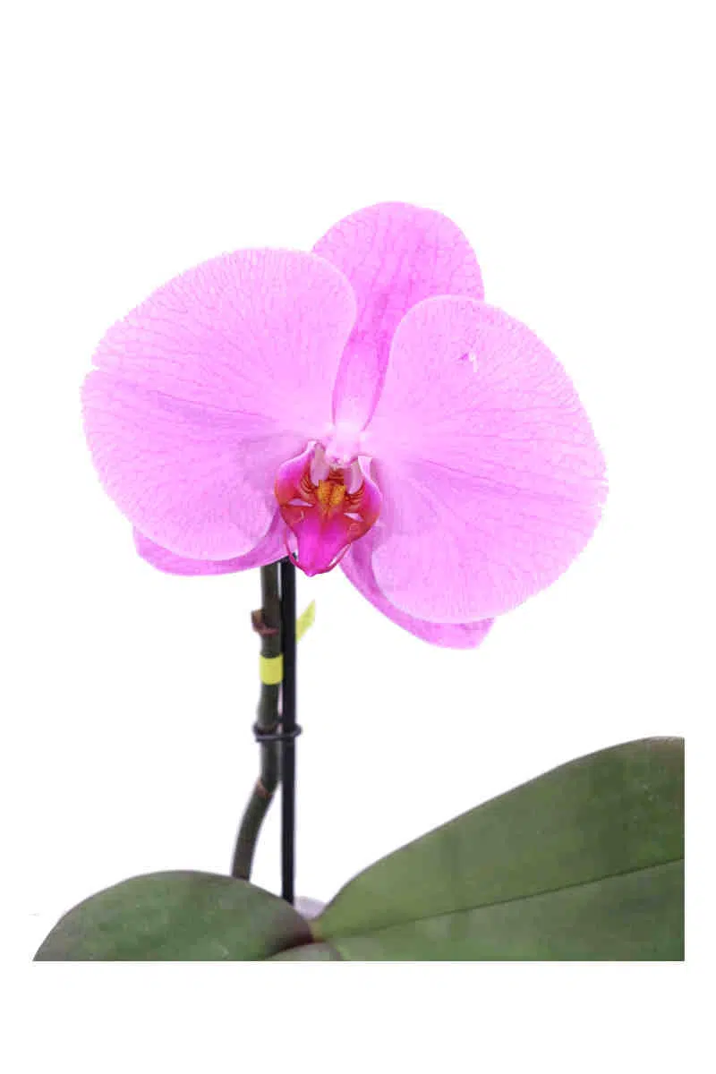 Orchidea Rosa Deco - Phalaenopsis - Vivaio Online eGarden
