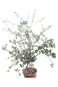 Quercus Suber v17 egarden.store online