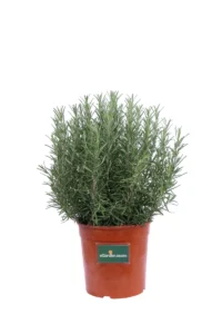 Rosmarino Officinale v17 egarden.store online