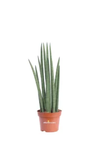 Sansevieria Cylindrica v12 egarden.store online