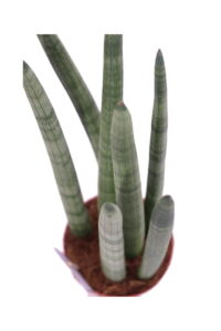 Sansevieria Cylindrica