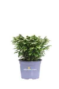 Selaginella Martensii Jori v12 egarden.store online