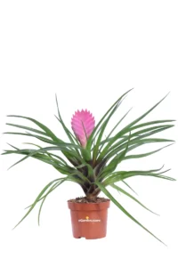Tillandsia Cyanea v9 egarden.store 1 Tillandsia Cyanea v9 egarden.store online