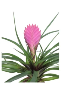 Tillandsia Cyanea v9 egarden.store 2 Tillandsia Cyanea v9 egarden.store online