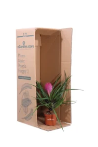 Tillandsia Cyanea v9 egarden.store 3 Tillandsia Cyanea v9 egarden.store online