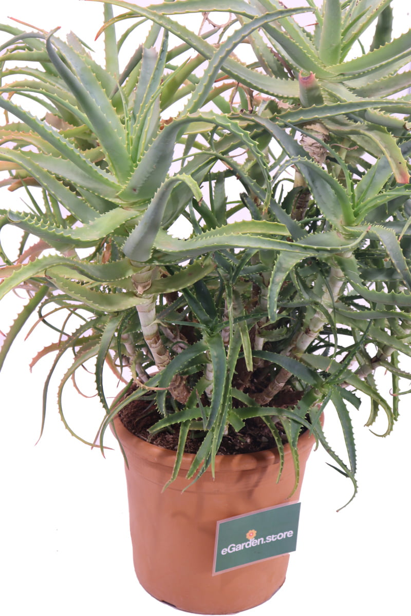 Aloe Arborescens - Età 8 Anni