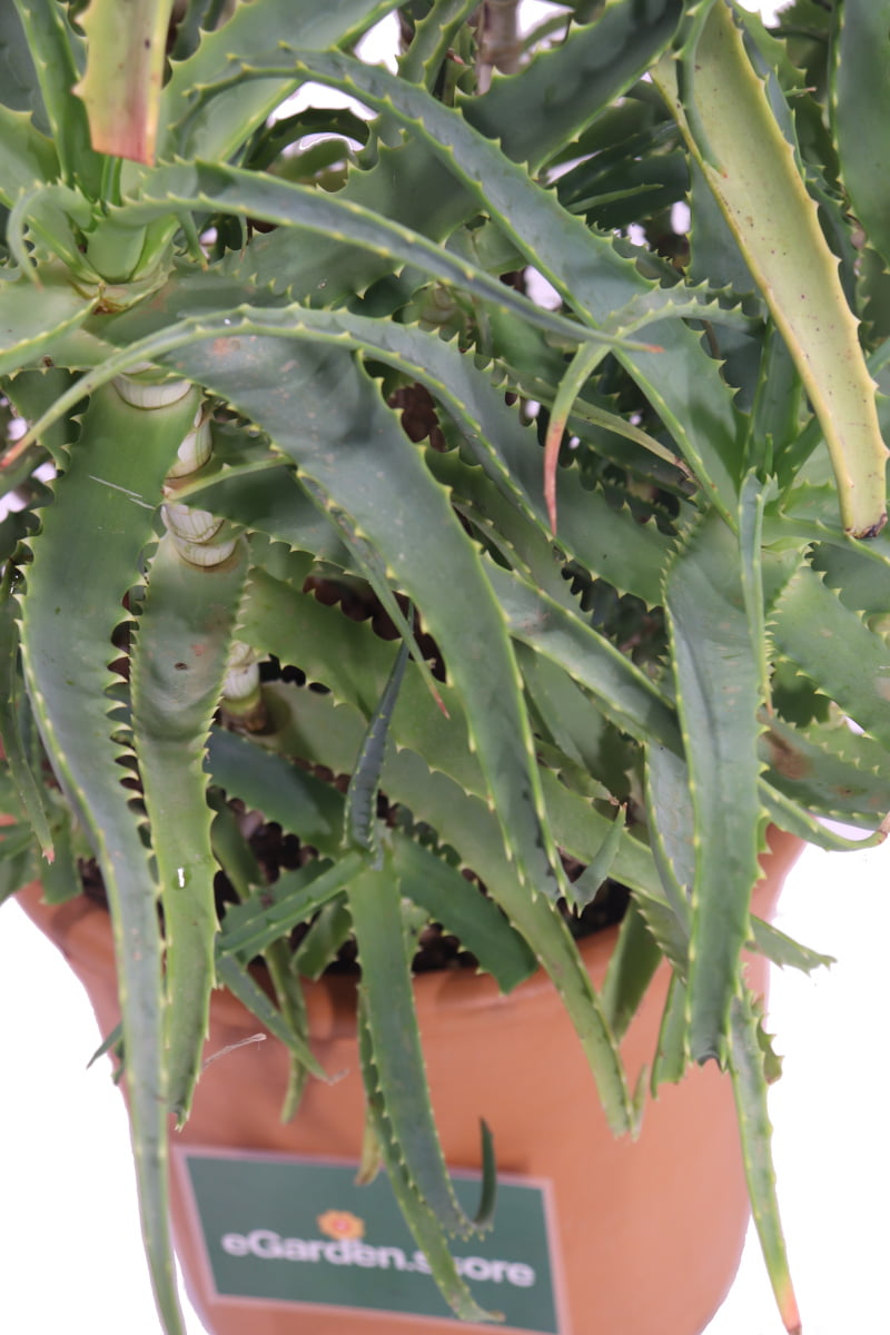 Aloe Arborescens - Età 8 Anni