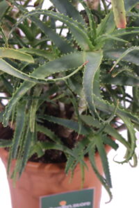 aloe arborescens online