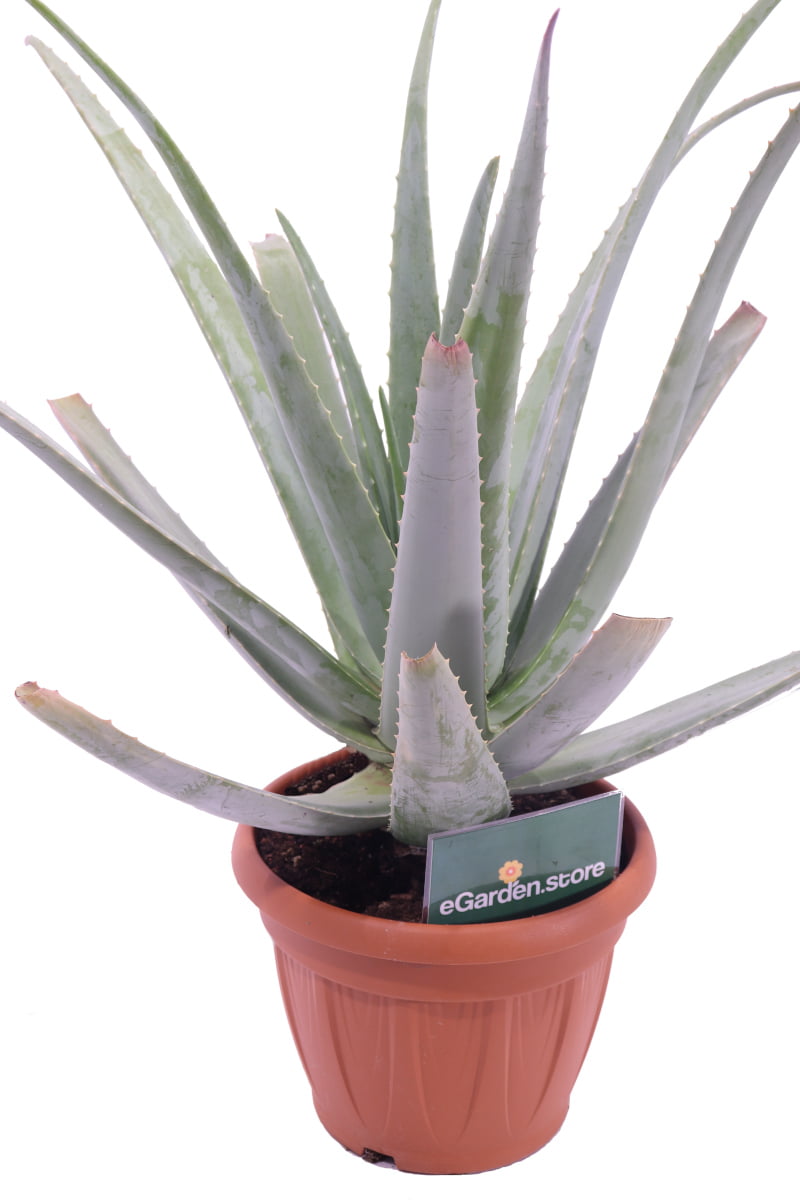 aloe barbadiensis v30 egarden.store 2 aloe barbadiensis online