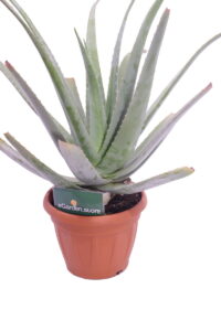 aloe barbadiensis v30 egarden.store 3 aloe barbadiensis online