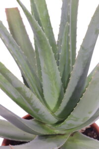aloe barbadiensis v30 egarden.store 4 aloe barbadiensis online
