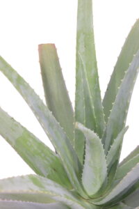 aloe barbadiensis v30 egarden.store 5 aloe barbadiensis online
