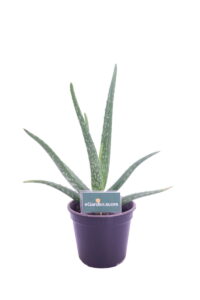 aloe vera chinensis online