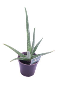 aloe vera chinensis online