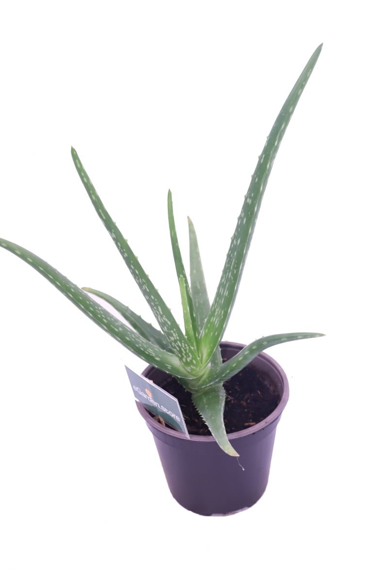 Aloe Vera Chinensis - Età 2 Anni