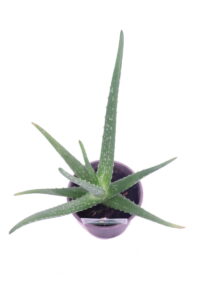 Aloe Vera Chinensis - Età 2 Anni