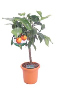 arancio nano v20 egarden.store 1 arancio nano online