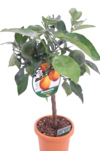 arancio nano v20 egarden.store 2 arancio nano online