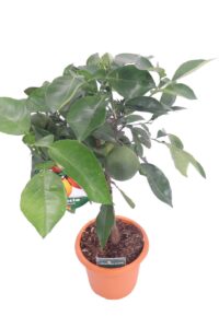 arancio nano v20 egarden.store 3 Arancio Nano - Citrus Sinensis