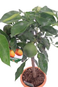 arancio nano v20 egarden.store 4 Arancio Nano - Citrus Sinensis