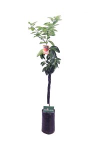 arancio vaniglia fitocella egarden.store 1 arancio vaniglia fitocella online