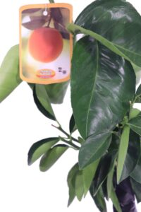 arancio vaniglia fitocella egarden.store 3 arancio vaniglia fitocella online