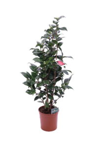 Camelia Japonica - Nuccio's Cameo