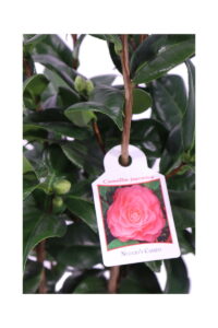 camelia japonica nuccios cameo online