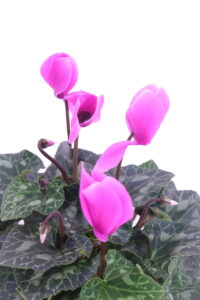 Ciclamino Plastica - Varie Colorazioni