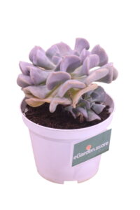 echeveria cubic frost online