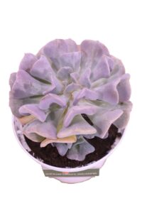 echeveria cubic frost online