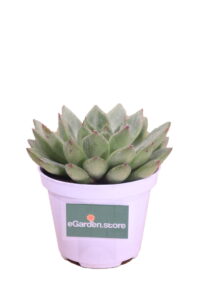 echeveria parva online