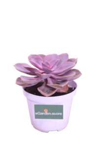 echeveria pearl of nuremberg online
