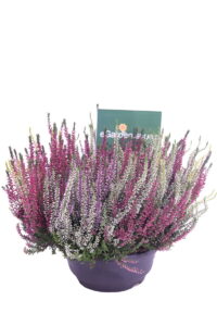 erica multicolor online