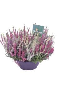 Erica - Calluna Vulgaris Multicolor Ciotola
