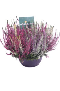 erica multicolor online