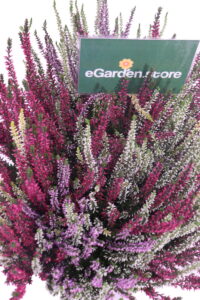 Erica - Calluna Vulgaris Multicolor Ciotola