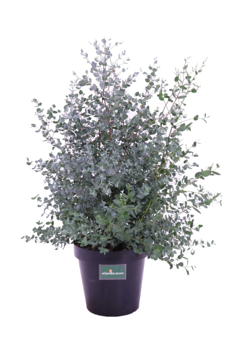 Eucalipto - Eucalyptus Cinerea Silver Dollar - Online Garden - Foto 5