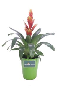 guzmania arancione