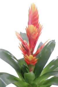 guzmania arancione online
