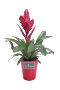 guzmania rossa v14 egarden.store 1 guzmania rossa online
