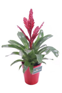 guzmania rossa v14 egarden.store 2 guzmania rossa online