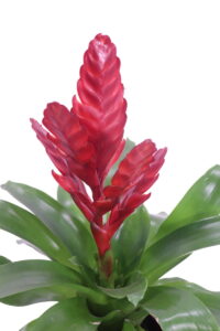 guzmania rossa v14 egarden.store 4 guzmania rossa online