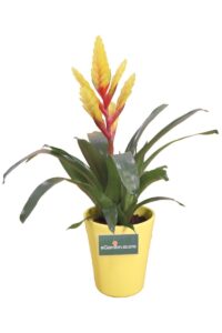 guzmania v14 egarden.store 1 guzmania online